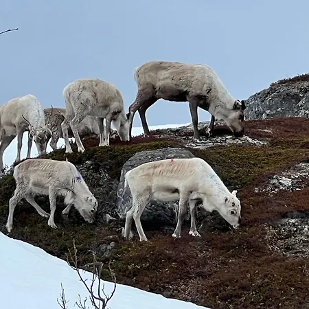 Bestefarhuset Hébergement de vacances Hakkstabben