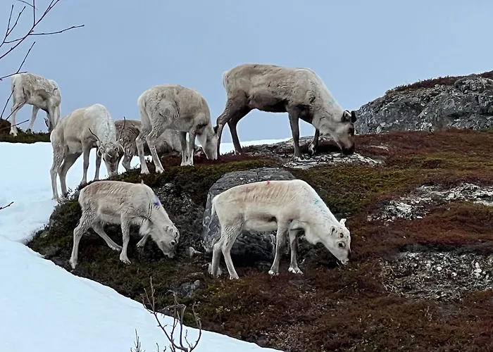 Bestefarhuset 別荘 Hakkstabben