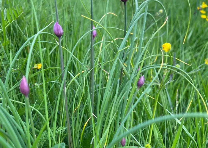 Bestefarhuset * Hakkstabben