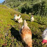 Bestefarhuset Hébergement de vacances