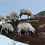 Bestefarhuset Hébergement de vacances Hakkstabben